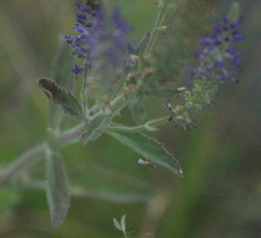 Veronica porphyriana