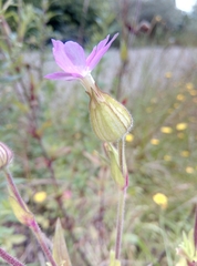Silene × hampeana