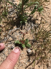 Centrostegia thurberi