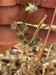 Dicliptera verticillata