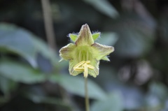 Cobaea campanulata