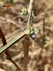 Dicliptera verticillata