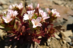 Epilobium pycnostachyum