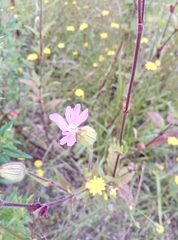 Silene × hampeana