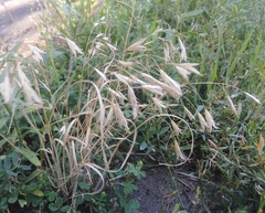 Bromus squarrosus