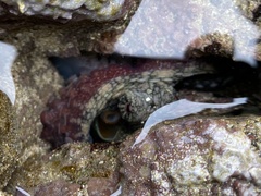 Image of Octopus oculifer