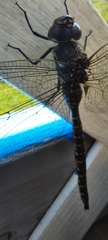 Aeshna interrupta interrupta