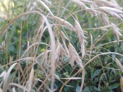 Bromus squarrosus