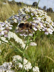 Eristalis arbustorum
