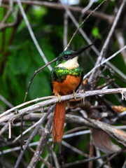 Galbula ruficauda