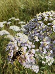 Eristalis arbustorum