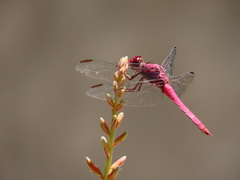 Orthemis discolor