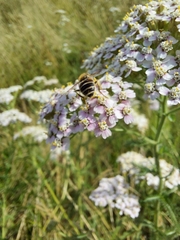 Eristalis arbustorum