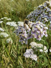 Eristalis arbustorum