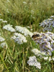 Eristalis arbustorum