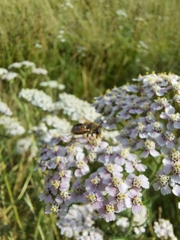 Eristalis arbustorum