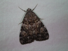 Catocala lineella