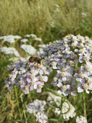 Eristalis arbustorum