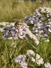 Eristalis arbustorum