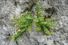 Hypericum nummularium