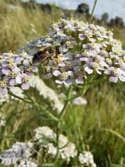 Eristalis arbustorum