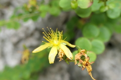 Hypericum nummularium