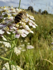 Eristalis arbustorum