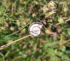 Xerolenta obvia