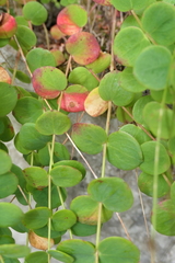 Hypericum nummularium