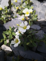 Cerastium latifolium