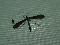 Hellinsia inquinatus