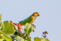 Eupsittula pertinax xanthogenia