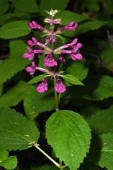 Stachys chamissonis cooleyae