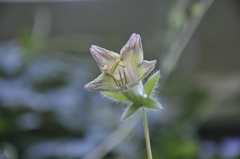 Cobaea campanulata