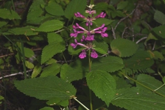 Stachys chamissonis cooleyae