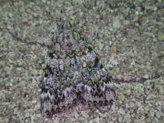 Catocala lineella