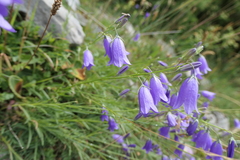 Campanula scheuchzeri
