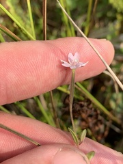 Epilobium strictum