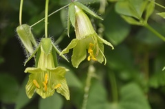 Cobaea campanulata