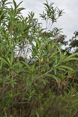 Verbesina virgata