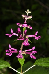 Stachys chamissonis cooleyae