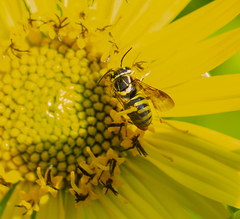 Paranthidium jugatorium lepidum