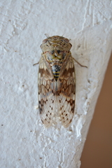 Platypleura fulvigera