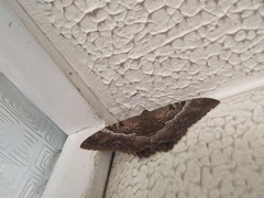 Ascalapha odorata