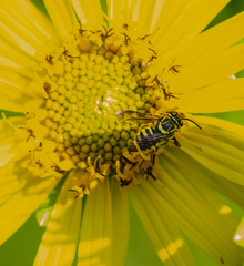 Paranthidium jugatorium lepidum