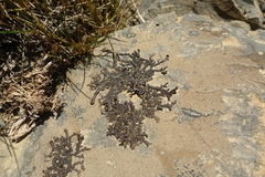 Xanthoparmelia malcolmii