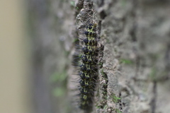 Hypoprepia miniata