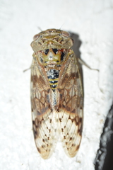 Platypleura fulvigera