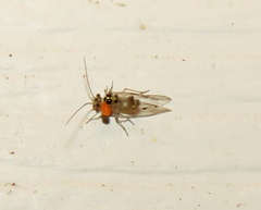 Teliapsocus conterminus
