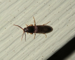 Athous cucullatus